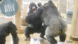 Silverback Gorilla Lost His Temper with His Son  The Shabani Group [upl. by Eissen]