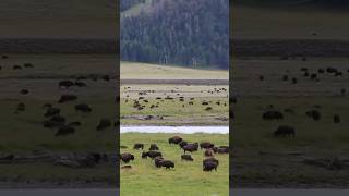 Too many bison in Yellowstone [upl. by Martinic]