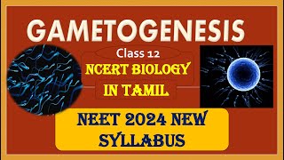 NEET 2024  Human Reproduction Class 12 Part2  Gametogenesis  NCERT BIOLOGY Line to Line  Tamil [upl. by Dlonyer895]