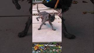 Save Abandoned Cats p4 treatanimals careforstraycats animalrescue cat [upl. by Salas805]