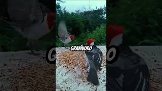 Galo da campina ou cardeal do Nordeste galodacampina cardealdonordeste [upl. by Simah639]