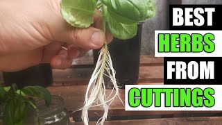 Top 5 Herbs To Grow From Cuttings  Garden Quickie Episode 118 [upl. by Zenobia]