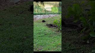 Otters in Singapore otters [upl. by Blood]