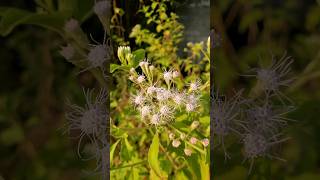 RUMPUT MINJANGAN ‼️ Chromolaena odorata  kopasanda  balakacida [upl. by Eimma926]