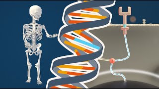 Bone Growth in Achondroplasia [upl. by Gnahk]