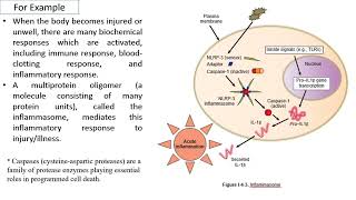 Lecture 5 Cytokines Of Innate Immunity1 [upl. by Nutsud]