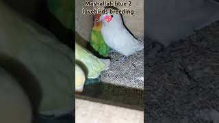 Blue 2 lovebirds breeding  parblue opaline lovebird  Decino lovebirds lovebirds color aqua bird [upl. by Ayokal]