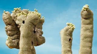 The Mysterious Crested Saguaro [upl. by Atteve]