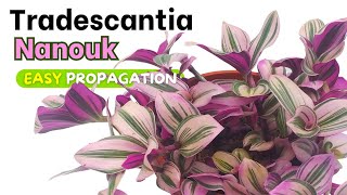 Tradescantia Nanouk 3 ways for Easy Propagation [upl. by Leor]