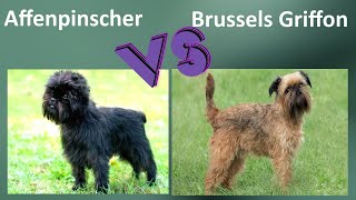 Affenpinscher VS Brussels Griffon  Comparison  Brussels Griffon and Affenpinscher Differences [upl. by Roseline]