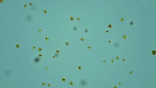 Freshwater algae Haematococcus pluvialis [upl. by Nevak]