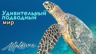 Снорклинг Домашний риф отеля Vilamendhoo Island Resort amp Spa Мальдивы 2024 [upl. by Atinram]