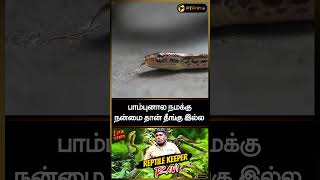 பாம்புனால நமக்கு நன்மைதான் தீங்கு இல்ல  Reptile Keeper Ravi  LifeStory shorts [upl. by Naegem]