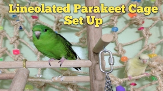 Lineolated Parakeet Cage Set Up [upl. by Sikram]