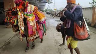 Pongal festival in Andhra Pradesh bhogi gangireddu [upl. by Notlrac744]