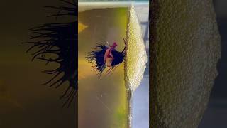 Betta fish breeding 🤍 laying eggs shorts bettafish breeding [upl. by Eilssel]