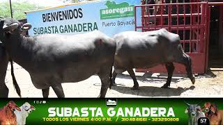 Lote 92 Subasta 27 de Septiembre de 2024 [upl. by Pardoes]