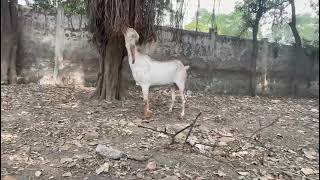 Bakra Mandi For Sale in Lahore 03224606246bakra bakramandi qurbanicollection [upl. by Therese497]