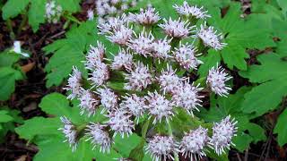 palmate coltsfoot  Petasites palmatus Identification and characteristics [upl. by Dannye]