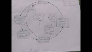 nitrogen cycle [upl. by Shaner]