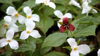 Trillium in Ontario [upl. by Assyram]