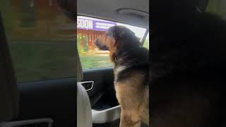 Gsd brioni ghumne gaye  hai germanshephered doglover [upl. by Elime]