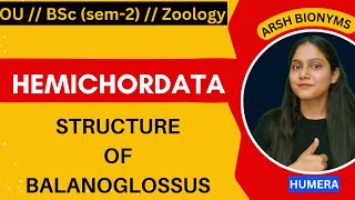 Structure of balanoglossus  phylum hemichordata  BSc ZOOLOGY  Osmania University  humera [upl. by Nawtna]