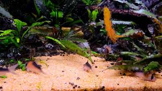 my group of corydoras duplicareus [upl. by Bore]