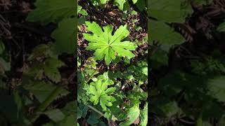 Western Coltsfoot Petasites palmatus var frigidus [upl. by Annia]