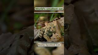 Worlds smallest cat Rusty spotted cat [upl. by Nnylrahc]