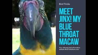 Blue Throat Macaw  Jinx [upl. by Trellas]