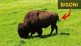 TONS of Bison in Yellowstones Hayden Valley [upl. by Chema]