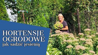 HORTENSJE OGRODOWE 🌺 JAK SADZIĆ JESIENIĄ 🌺 [upl. by Atinnor544]