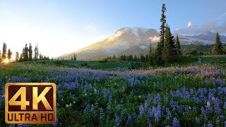 4K Wild Flowers of Mount Rainier with Nature Sounds  3 HOUR [upl. by Oitaroh518]