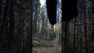 All time fall time mtb downhillmountainbike shorts alberta freeridemtb [upl. by Paola794]