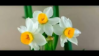 Paper White Narcissus Chinese Sacred Lily Tazetta Daffodils [upl. by Hallerson]