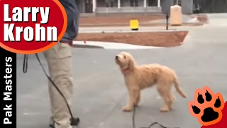 How to Train a GoldenDoodle using an Ecollar [upl. by Kaila]