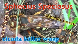 Sphecius Speciosus aka cicada killer wasp cicada hawk sand hornet [upl. by Eenimod314]