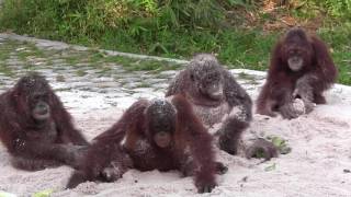 orangutan sand babies [upl. by Sykes]