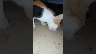 Hungry homeless cat cat kucat catlover kucingtermahal cute hewankucing simeong pets funny [upl. by Anaoj575]