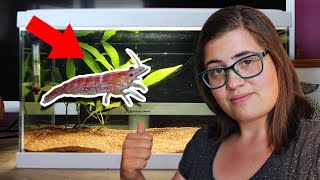 FAIRE UN AQUARIUM A CREVETTES MATÉRIEL ET INSTALLATION  Débutant [upl. by Etteuqal]