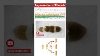 regeneration of planaria real life🔥how do organisms reproduce youtubeshorts youtubeindia ncert [upl. by Ayidah646]