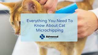 Everything You Need To Know About Cat Microchipping [upl. by Noired]