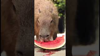 Capybara Destroys Watermelon 😤🍉 [upl. by Capone763]