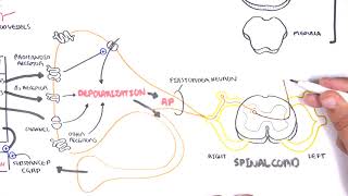 Pharmacology  Nonsteroidal AntiInflammatory Drugs NSAIDs [upl. by Bastian]