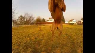 Weimeraner in action  GoPro HD2  Agility [upl. by Dichy]