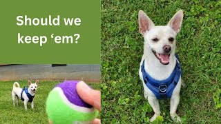 Dog Tennis Balls Review from Nobleza Store [upl. by Elleyoj127]