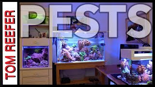 Reef Tank  PEST FLATWORMS  HOW TO GET RID OF THEM [upl. by Essila]