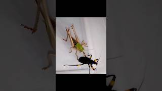 Кузнечик vs Клоп Хищнец Katydid vs Assassin Bug insects насекомые [upl. by Okechuku]