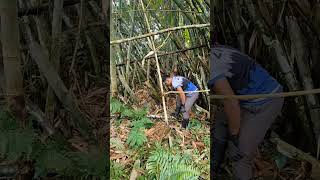 DIY SALT LICK PERFORATED BAMBOO [upl. by Acim393]